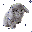 cabbit